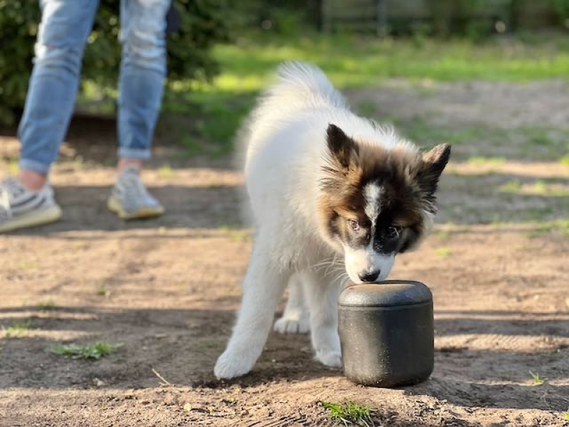 Schnupperkurs für Hunde