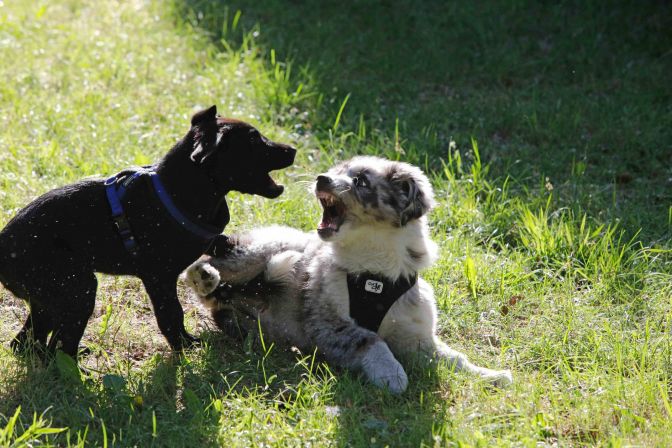 Welpenschule - Australian Shepherd spielt mit Labrador