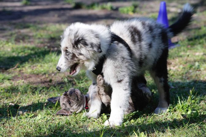 Welpenschule - Australian Shepherd spielt mit französischer Bulldogge