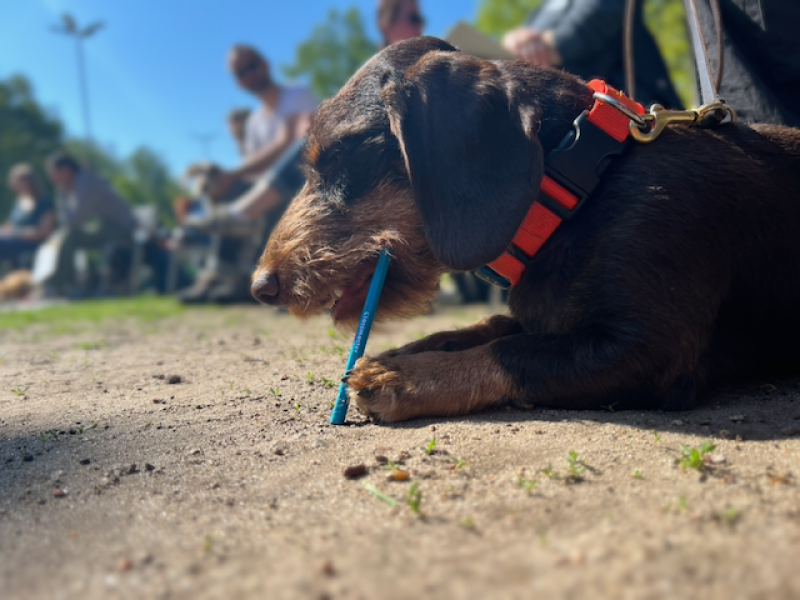 Fahrradfahren mit Hund
