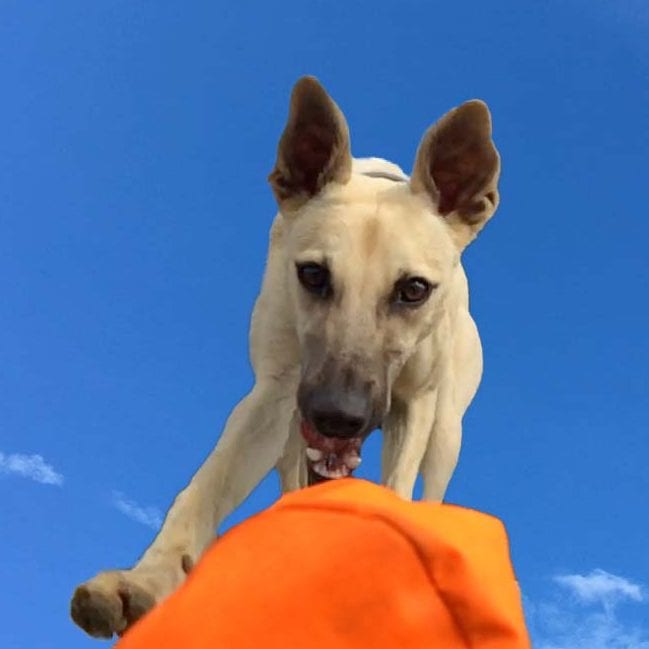 Dem Hund Apportieren beibringen? Frustrationstoleranz üben! Die Ramelöwin