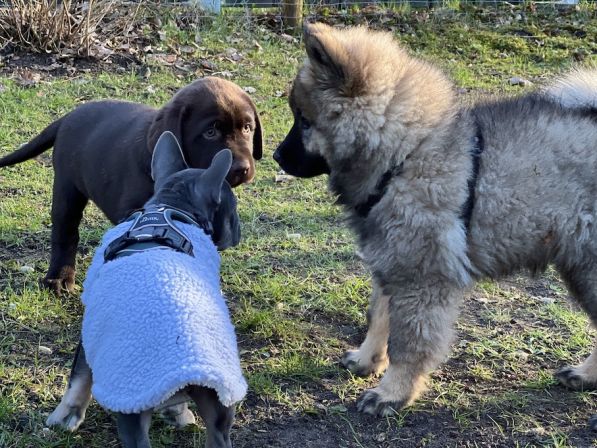 Welpenschule - Welpen lernen sich kennen - Labrador, französische Bulldogge und Eurasier