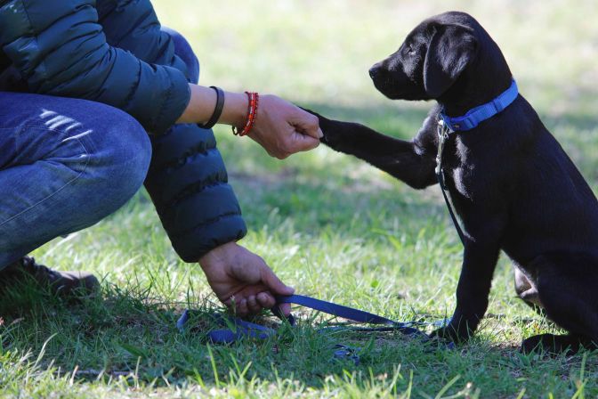 Welpenschule Ramelöwin Labradorwelpe gibt Pfötchen