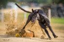 Windhundtraining
