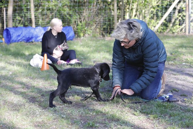 Welpenschule - Ramelöwin - Labradorwelpe lernt