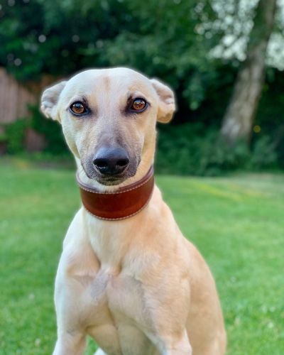 Windhund Whippet "Zorro"