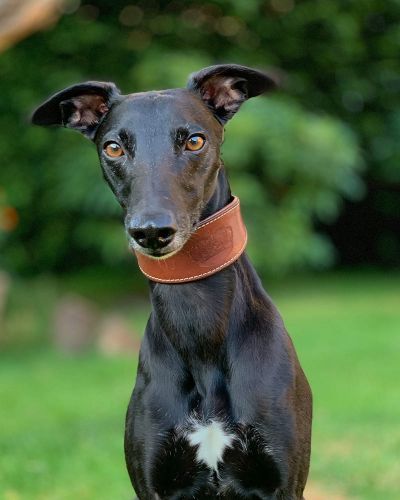 Windhund Whippet "Rocky"