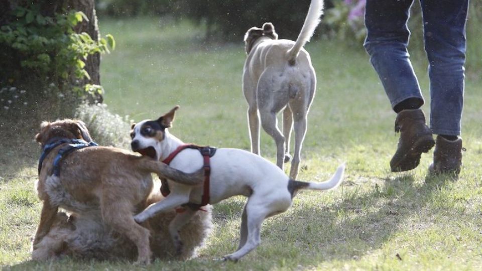 Dog-Dating
