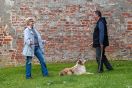 Probleme mit dem Hund
