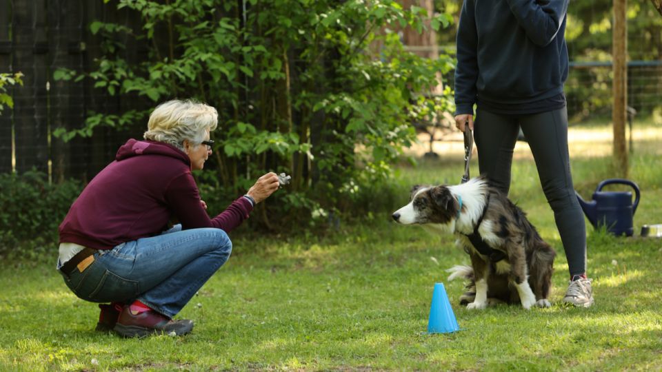 Die Ramelöwin - Junghundeschule Hamburg - 2