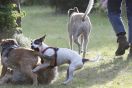Dog Dating