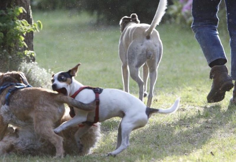 Dog-Dating