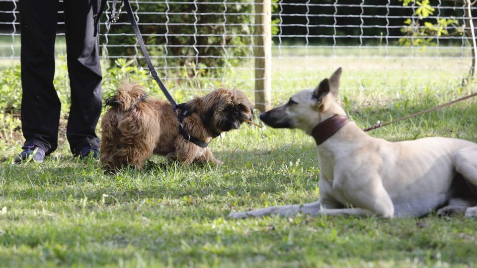 Welpenschule Hamburg Niendorf