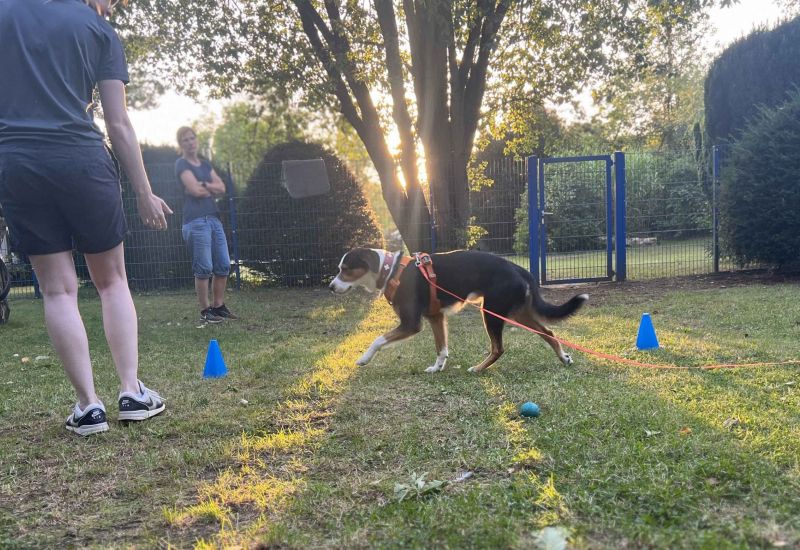 Trainingsgruppe für erwachsene Hunde