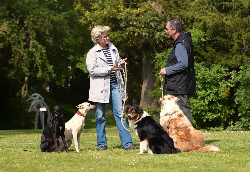 Hundetraining - Inhalt