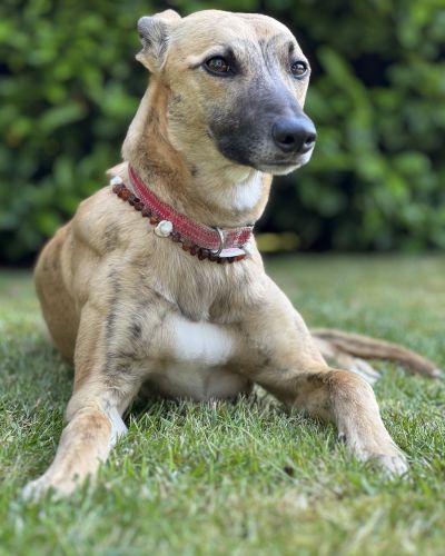 Windhund Whippet "Zorro"