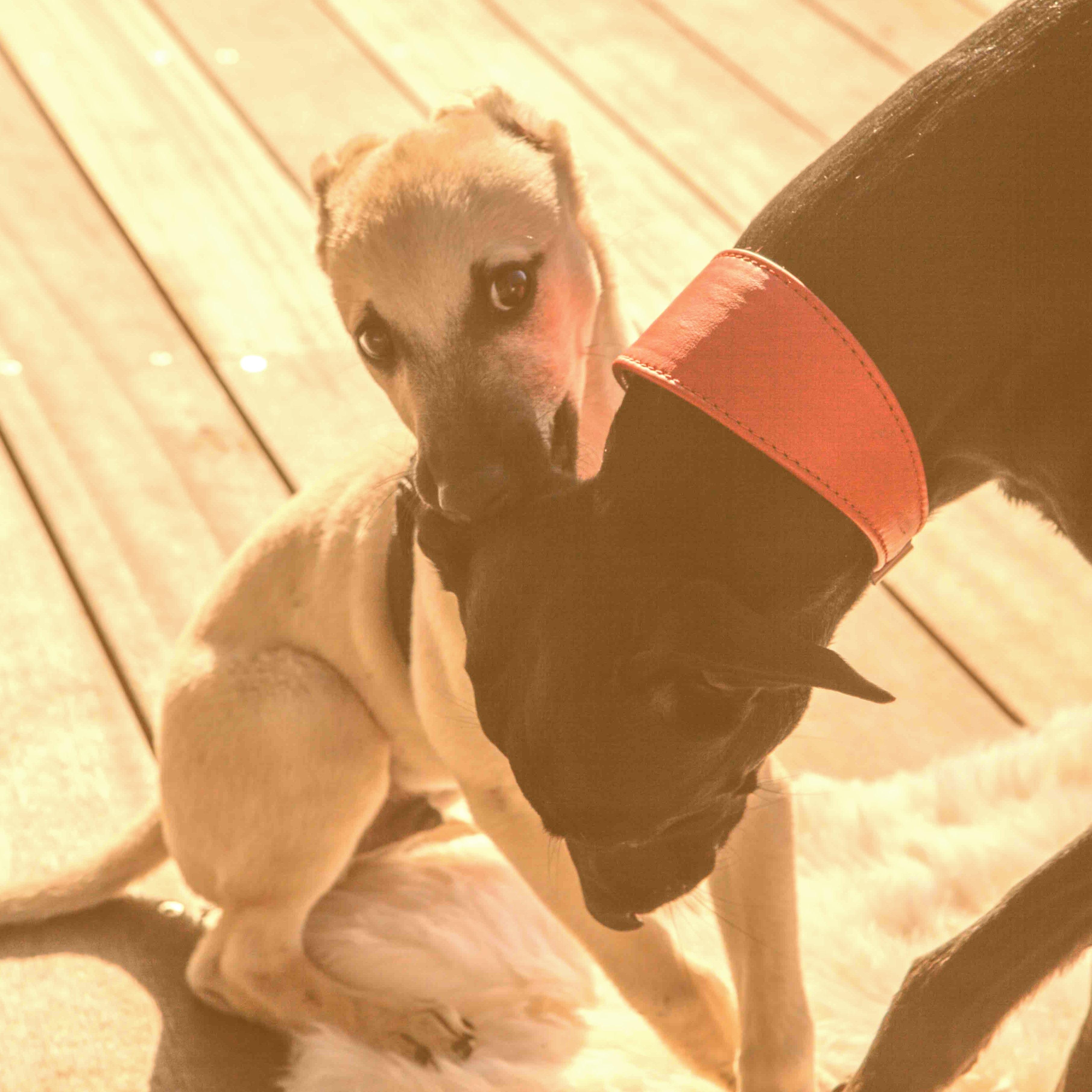 Ein zweiter Hund zieht ein was ist zu beachten? Die Ramelöwin